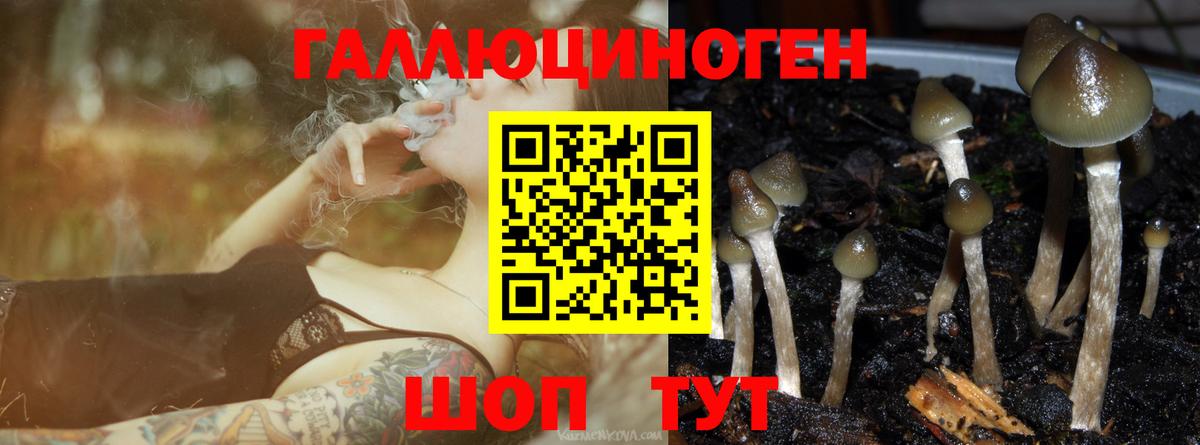 Галлюциногенные грибы Cubensis  Заинск  купить закладку  Галлюциногенные грибы Psilocybe 